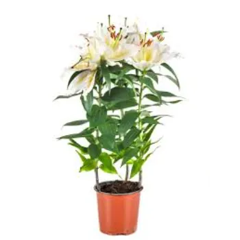 Nature Lilium Plant